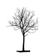 Tree Silhouette Isolated on White Backgorund Vecrtor Illustrati N61