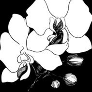 black and white vector background - orchids N2