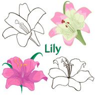 flowers lilies