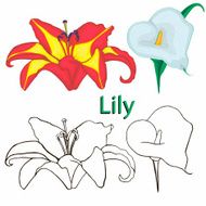 flowers lilies N2