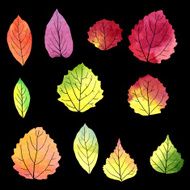 set of silhouettes by leaves in watercolor N9