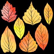 set of silhouettes by maple leaves in watercolor
