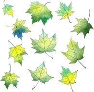 set of silhouettes by maple leaves in watercolor N2