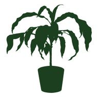 Dracaena N2