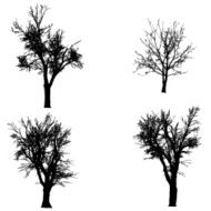 Vector silhouette of tree N46