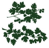 branch of hawthorn