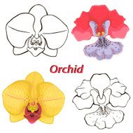orchid flowers contours of N2