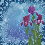 Flowers iris for holiday design