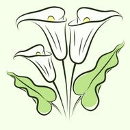 Calla lily color