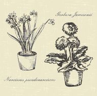 Flowers N393