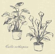 flowers calla lilies