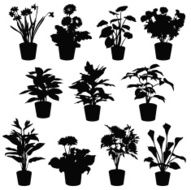 flowers in pots N3