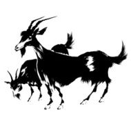 Japanese sheep N15