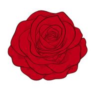 beautiful red rose isolated in graphic style N2