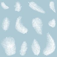 White feathers