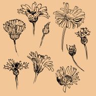 Set of line drawing chamomiles N2