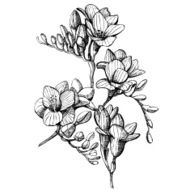 sketch flower