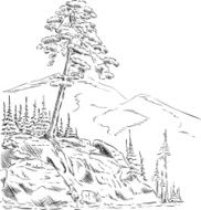 tree on small hill