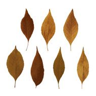 Vector autumn leaves collection N4