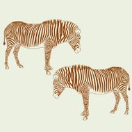 Two Zebras N2