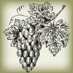 grape vine N5