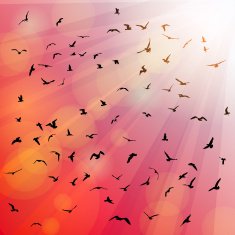 Birds seagulls silhouette in the rays pink background sunset dawn