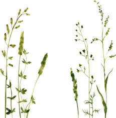 Silhouettes of flowers and grass N65