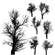 Vector silhouette of tree N45