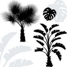 Palm trees black silhouettes on white background