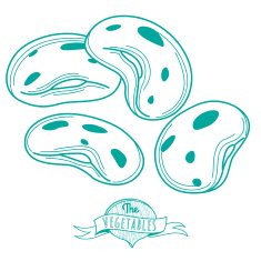 Outline hand drawn sketch of bean (flat style thin line) N2