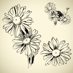 Camomile N3