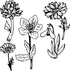 Set of line drawing flowers N6