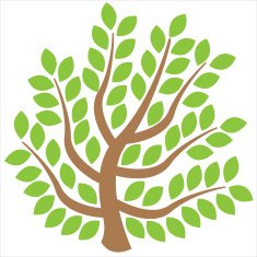 Tree isolated on a white background N3