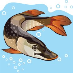 Fish vector illustration