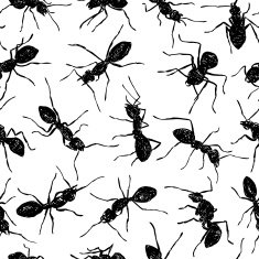 pattern of ants