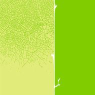 Leaf on green background