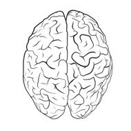 Brain on white background