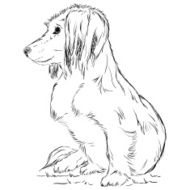 Small dog N3