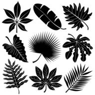 tropical leaves N11