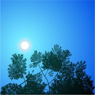 Moonlit Canopy