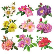 set of colorful flowers wild rose