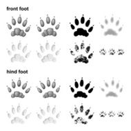 River otter footprints