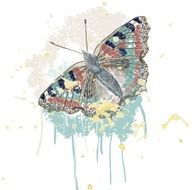 butterfly N151