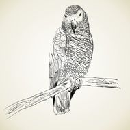 Parrot N30