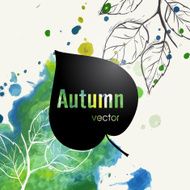 autumn leaf background N45