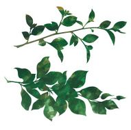 sprigs