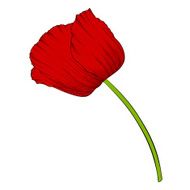 beautiful red poppy in a hand-drawn graphic style isolated N2
