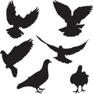 Pigeon silhouettes N5