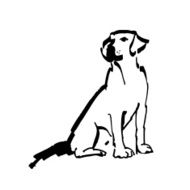 Labrador N2