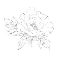 Ink Painting of Peony isolated on white